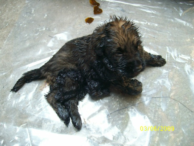 Imagini impresionante: catelusi gasiti in smoala! Unul dintre ei a murit...