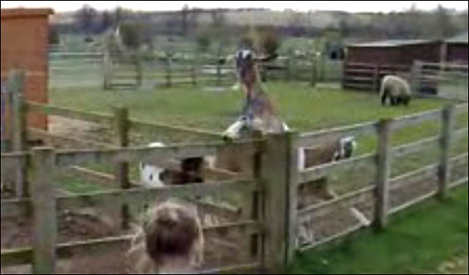 Fa cunostinta cu Darren, tapul care raspunde la salut! Vezi VIDEO