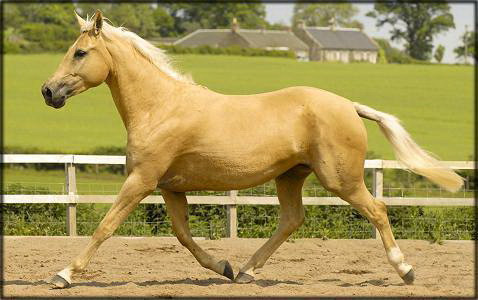 Vrei sa vezi cum arata un cal de un milion de euro?