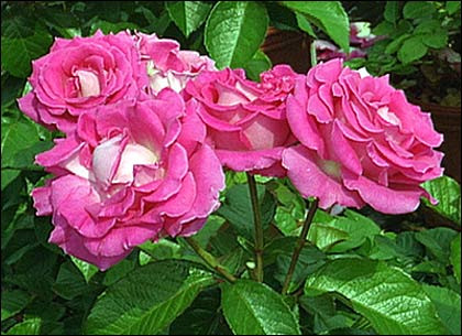 Cel mai frumos trandafir din 2012 se alege maine, la Ciumbrud