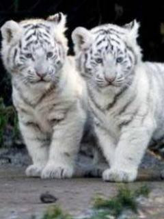 Cinci pui de tigru siberian, adusi pe lume intr-o gradina zoo din China