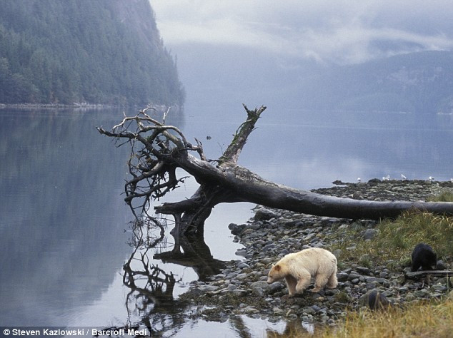 Un urs polar? Mai uita-te o data!