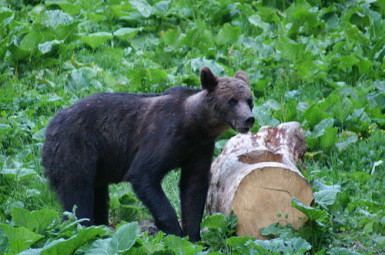 Misiune delicata pentru salvarea unui pui de urs ramas orfan