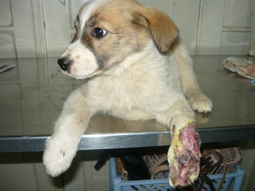 Daisy cauta cazare temporara! Nici la adoptie nu ar face nazuri