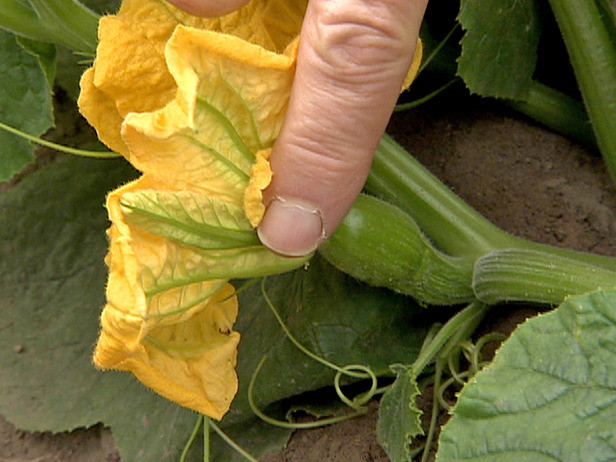 Profitati de beneficiile consumului de dovleac! Scade riscul de cancer