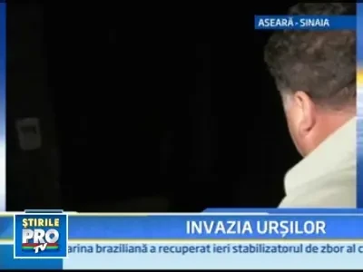 Un pui de urs a fost calcat de o masina pe drumul spre Cota 1400