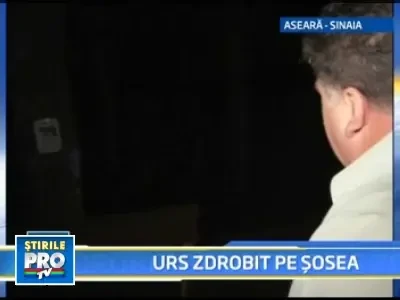 Un pui de urs a fost calcat de o masina pe drumul spre Cota 1400