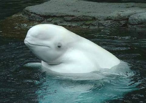Sarbatoare la un zoo din Canada! S-a nascut un pui de delfin Beluga