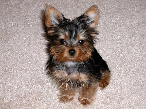 Ai un catel galagios? Esti pasibil de amenda!