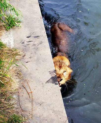Leu evadat de la gradina zoologica, prins la scaldat intr-un rau!