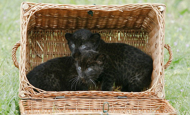 Vrei sa vezi doi pui de pantera cu ochi albastri!