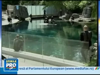 Sarbatoare la un zoo din Canada! S-a nascut un pui de delfin Beluga