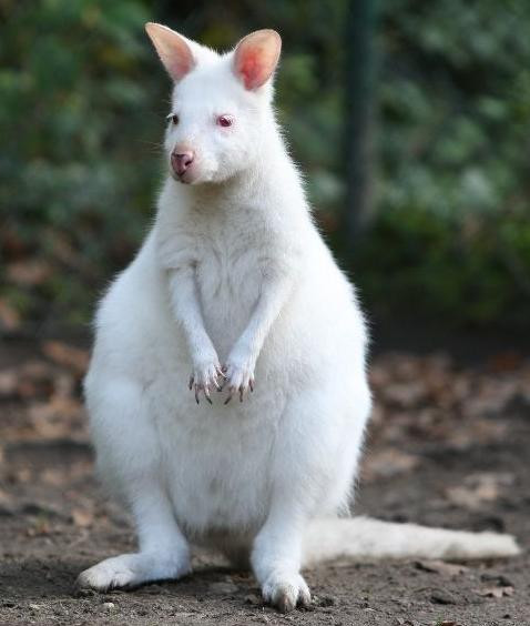 Seamana cu un bulgare de zapada. La 7 luni, un pui de cangur albinos e vedeta la o ferma din Polonia