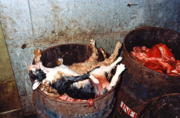 Criminal in serie cautat in SUA! A torturat si a ucis zeci de pisici!