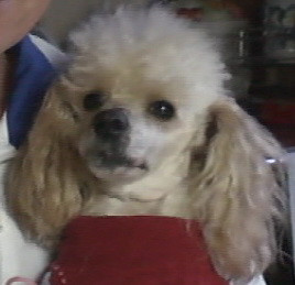 Clodik, pudelul pierdut pe aeroportul Traian Vuia din Timisoara!