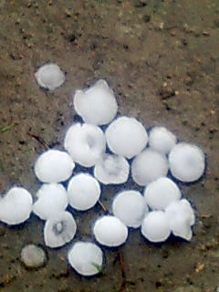 Vijelii puternice si ploaie cu gheata la Dolhasca!