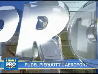 Clodik, pudelul pierdut pe aeroportul Traian Vuia din Timisoara!