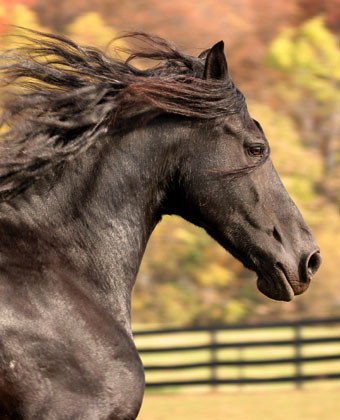 Postura impecabila si flexibilitate? Practicati calaria!