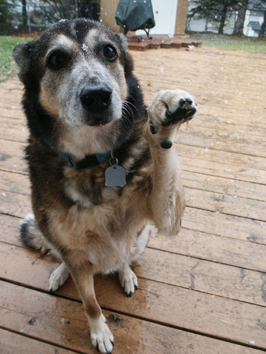 Operatiunea "Salvati-l pe Azorel!". Cazuse intr-o copca