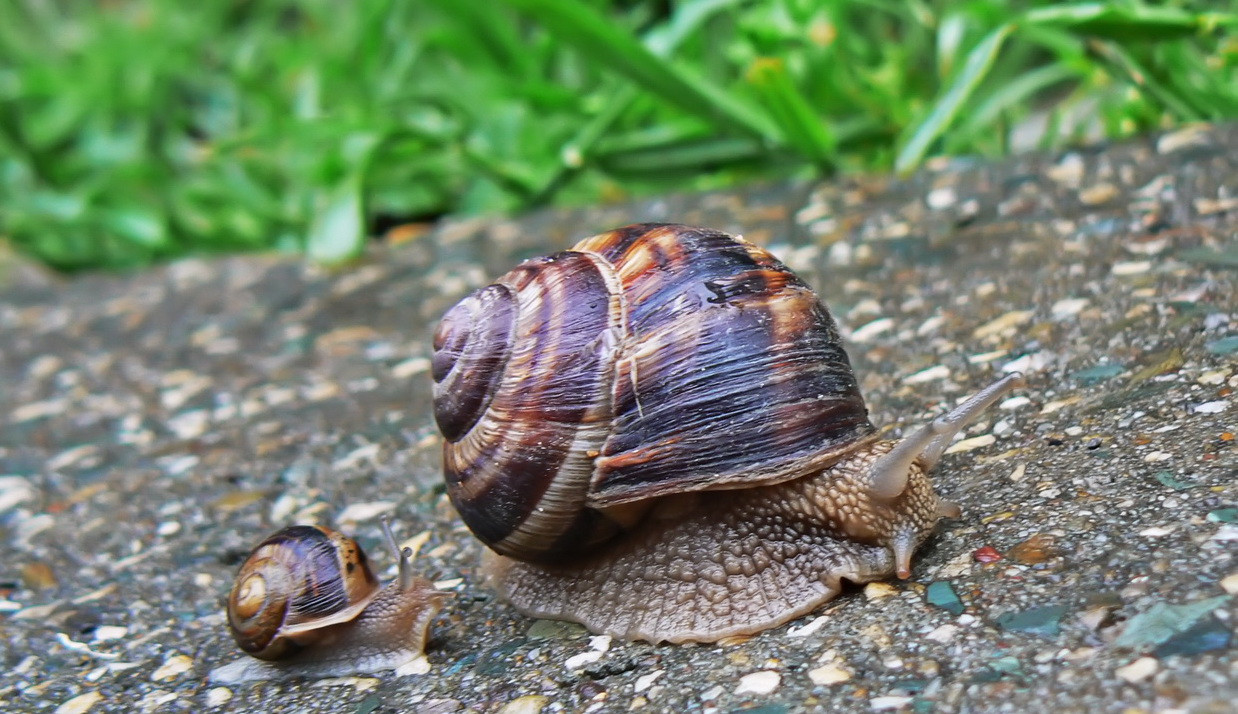 In Romania nici comertul cu carne de melc nu mai merge
