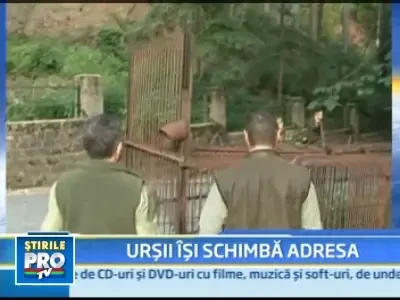 A inceput mutarea ursilor din zona Sinaia! Vineri a fost prins primul