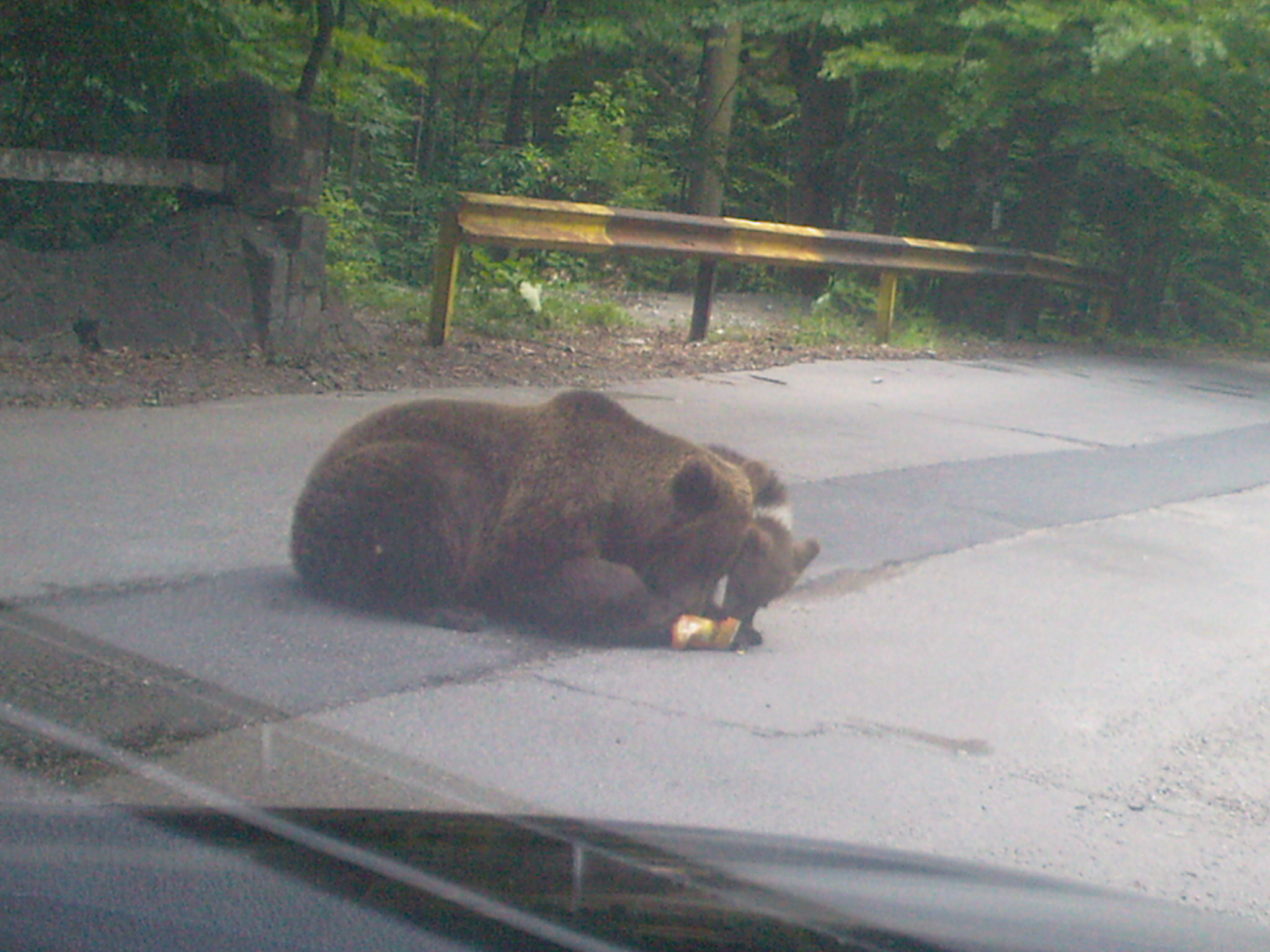 Ursii gunoieri, din ce in ce mai periculosi!