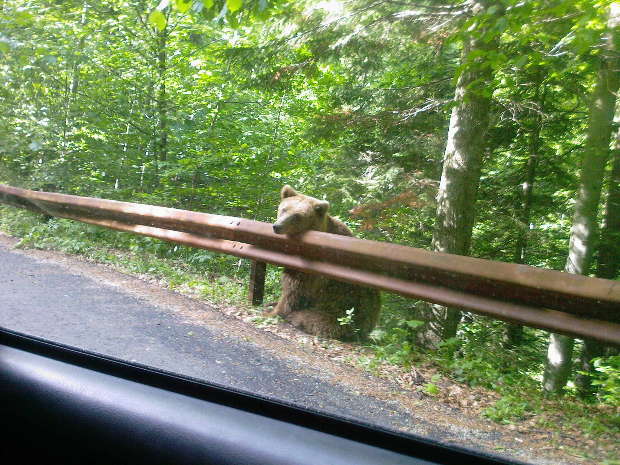 Pranz in oras pentru o familie de ursi!