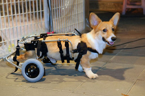 Si pentru cateii cu dizabilitati exista scaune cu rotile!