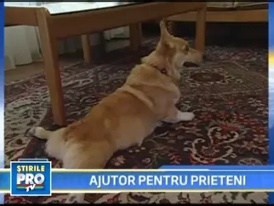 Si pentru cateii cu dizabilitati exista scaune cu rotile!