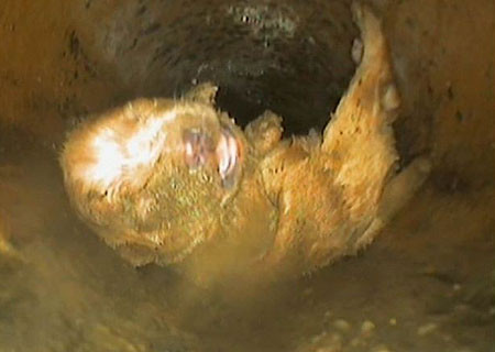 Un catelus a supravietuit dupa ce a fost aruncat in WC si trasa apa dupa el