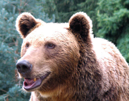 Momente dramatice la o gradina zoo din Germania. Fetita, atacata de urs