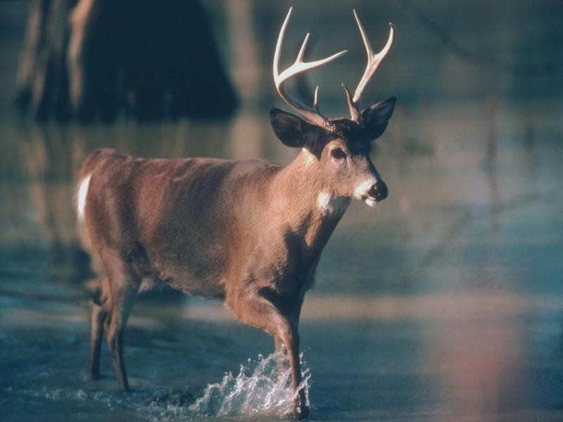 Ghici cine vine la cina! Un cerb confuz!