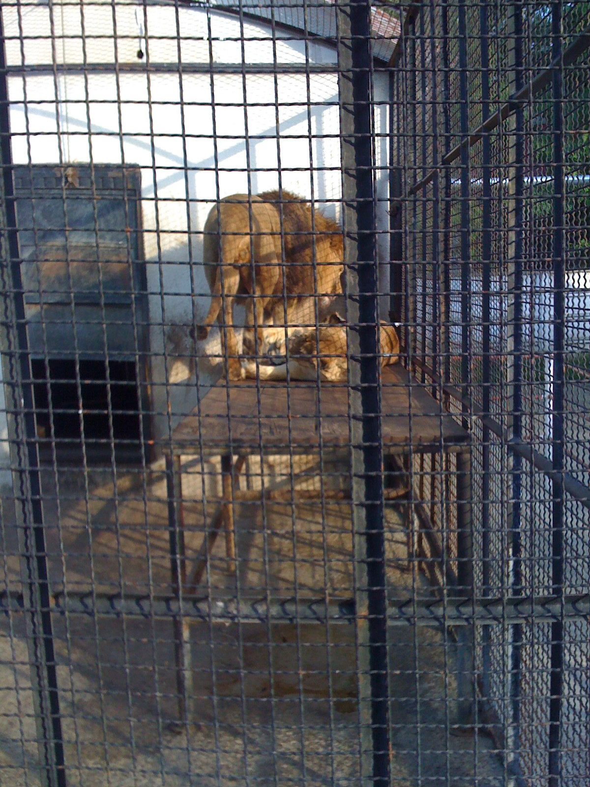 Animalele de la Zoo Onesti traiesc in propriile fecale si beau apa cu urina
