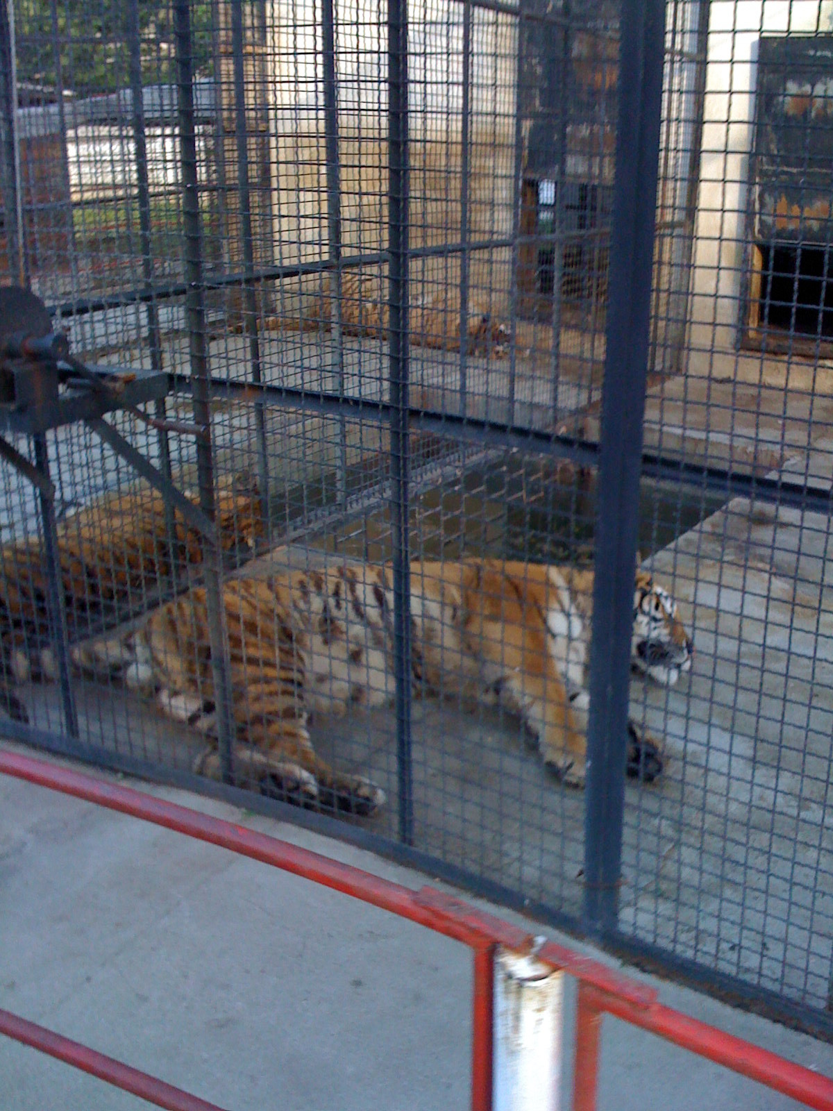 Animale de vanzare. Se desfiinteaza gradina zoo din Baia Mare