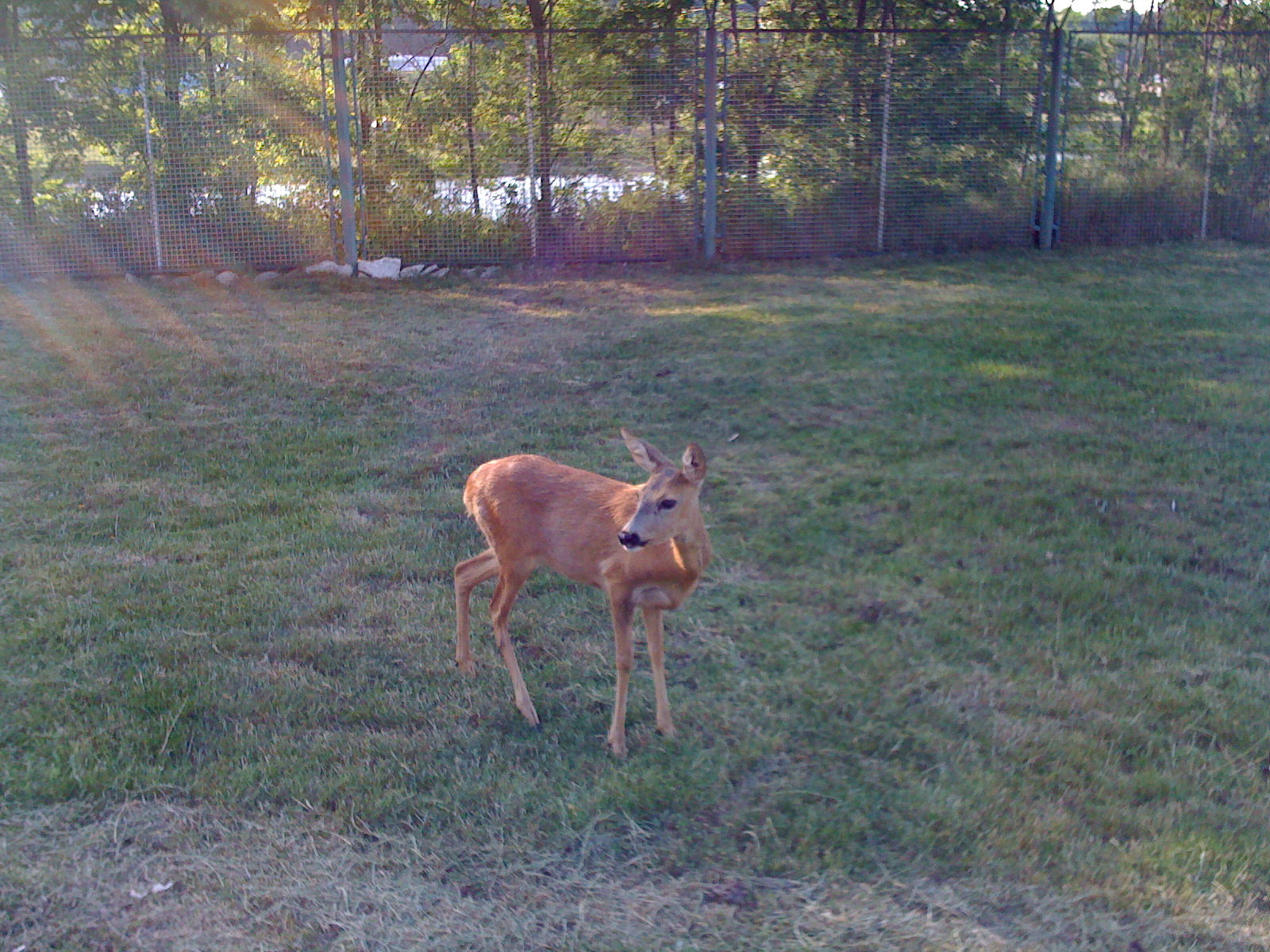 Animalele de la zoo, rasfatate cu gustari reci in zile de canicula