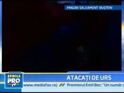 Intalnire de groaza la munte! Doi tineri au dat nas in nas cu ursul!