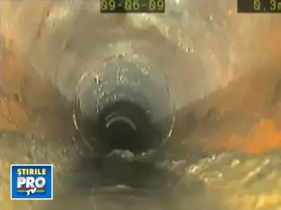 Un catelus a supravietuit dupa ce a fost aruncat in WC si trasa apa dupa el