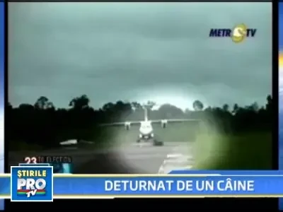 Avion iesit de pe pista din cauza unui caine!