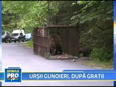 Actiunea de prindere a ursilor continua in Sinaia! Alti patru, capturati