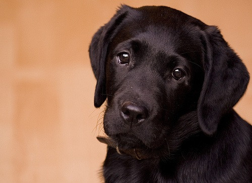 Catel salvat din apele inghetate de cativa marinari