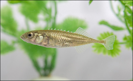 Geniul lumii pestilor gandeste exact ca omul!