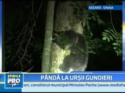 Mai putini cersetori cu blana in zona statiunii Sinaia!