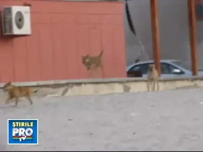 O dupa-amiaza de caine... la malul marii!