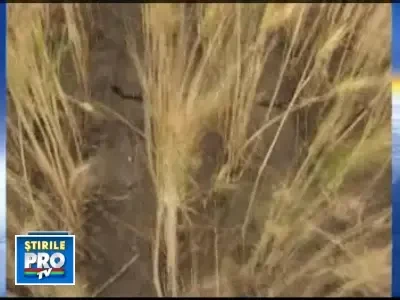 Romania intra in zodia focului! Seceta si arsita inca doua luni!