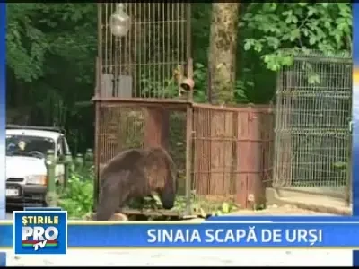 Mai putini cersetori cu blana in zona statiunii Sinaia!