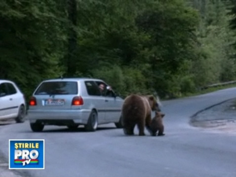 Hranitul ursilor, sport national!