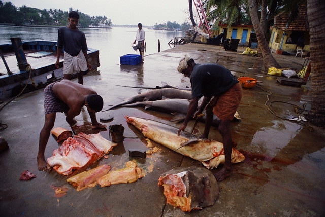 900 de kilograme de cocaina ascunse in rechini congelati!