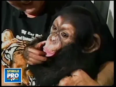 Cel mai dragut puiut de cimpanzeu din lume! Vezi aici VIDEO!