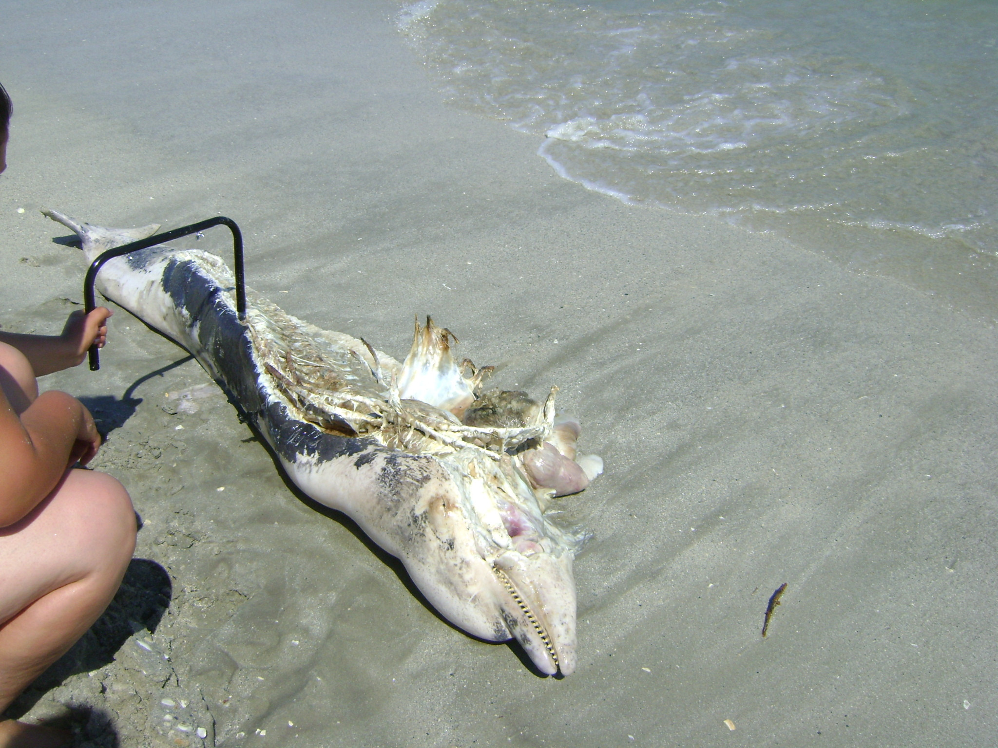 Scene dezolante la malul marii! Inca un pui de delfin gasit mort