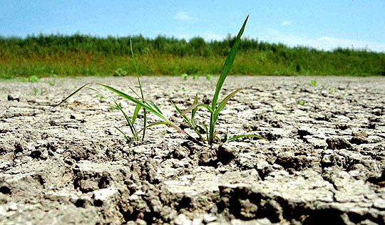 Caldura - aur pentru struguri, dezastru pentru celelalte culturi. De ce s-ar putea scumpi painea